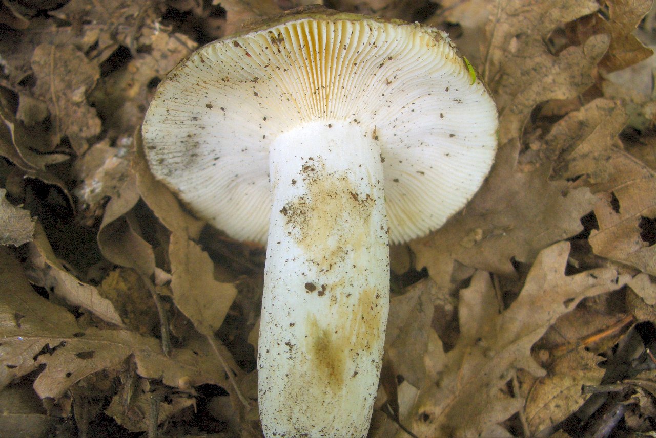 Russula sp